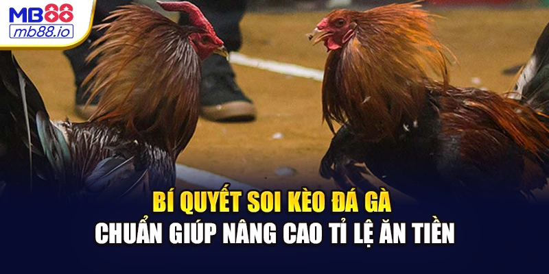 Bí quyết soi kèo đá gà chuẩn giúp nâng cao tỉ lệ ăn tiền