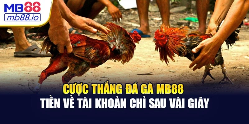 Cược thắng đá gà MB88 - tiền về tài khoản chỉ sau vài giây