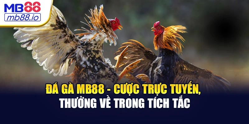 Đá Gà MB88 - Cược Trực Tuyến, Thưởng Về Trong Tích Tắc