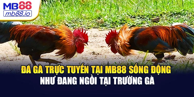 Đá gà trực tuyến tại MB88 sống động như đang ngồi tại trường gà