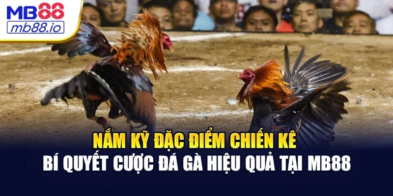 Nắm kỹ đặc điểm chiến kê - bí quyết cược đá gà hiệu quả tại MB88
