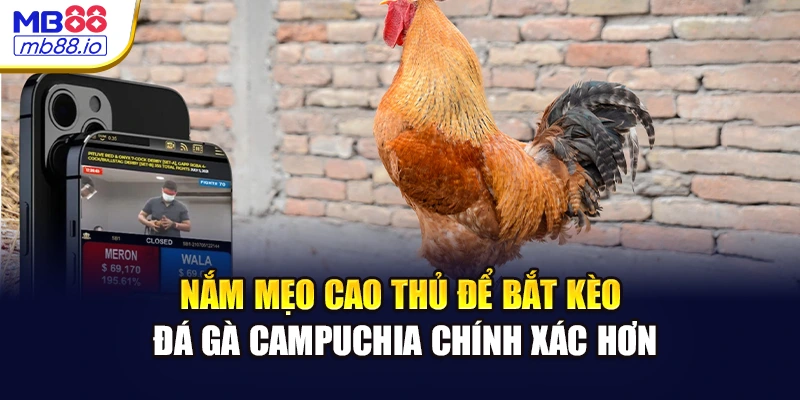 Nắm mẹo cao thủ để bắt kèo đá gà Campuchia chính xác hơn