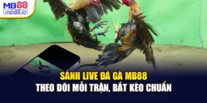 Sảnh Live Đá Gà MB88 - Theo Dõi Mỗi Trận, Bắt Kèo Chuẩn