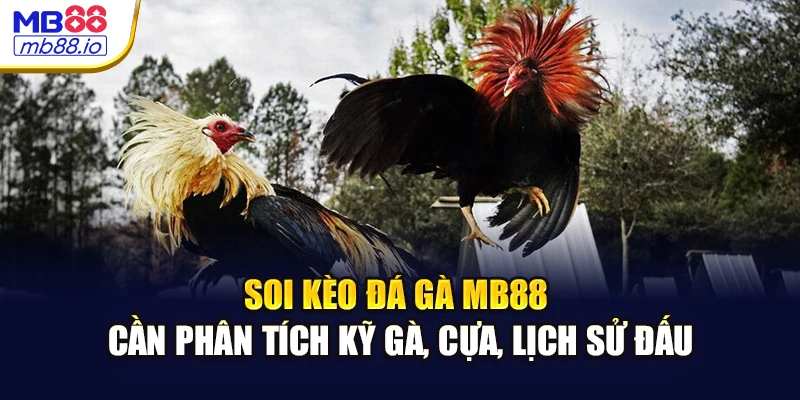 Soi kèo đá gà MB88 cần phân tích kỹ gà, cựa, lịch sử đấu