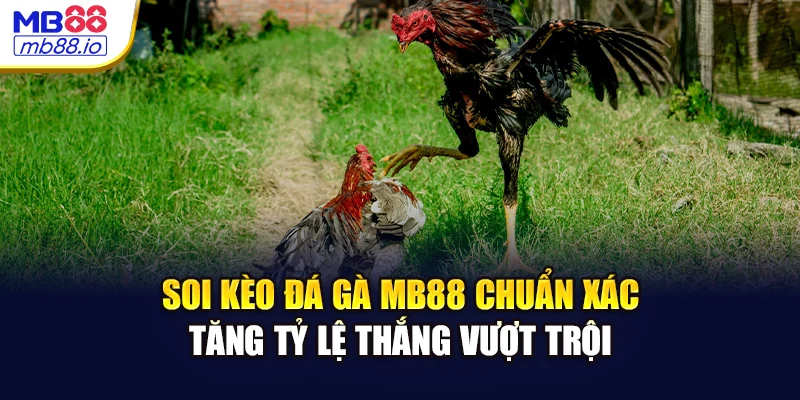 Soi kèo đá gà MB88 chuẩn xác – tăng tỷ lệ thắng vượt trội