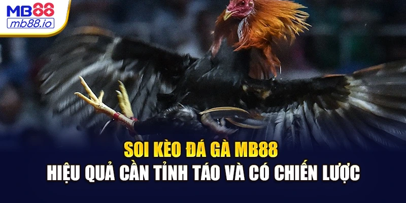 Soi kèo đá gà MB88 hiệu quả cần tỉnh táo và có chiến lược