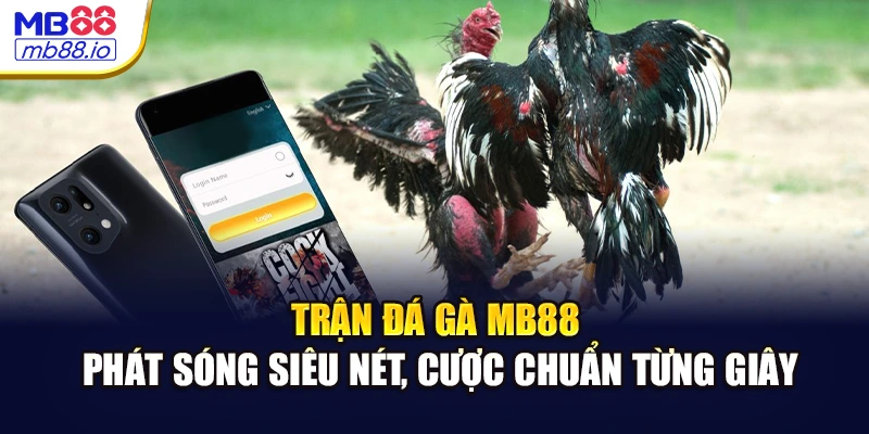 Trận đá gà MB88 phát sóng siêu nét, cược chuẩn từng giây