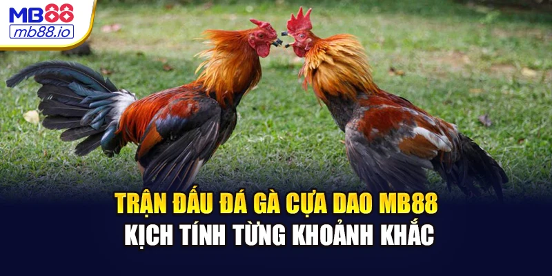 Trận đấu đá gà cựa dao MB88 kịch tính từng khoảnh khắc